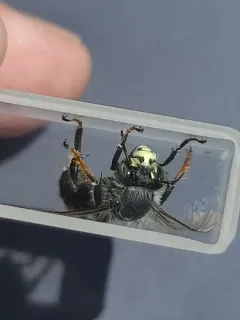 Anthophora ursina thumbnail 1