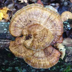 Thin-walled Maze Polypore thumbnail 1