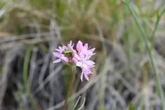 oneleaf onion thumbnail 3