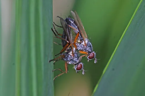 Iris Bud Fly