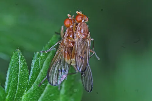 Renocera longipes