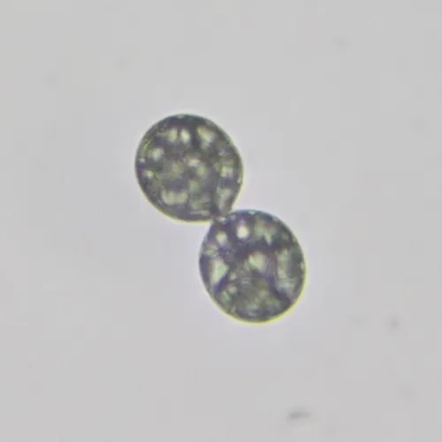Achromatium oxaliferum