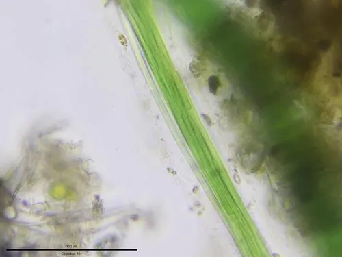 Coleofasciculus chthonoplastes