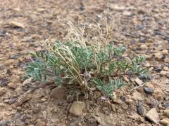 Green River Milkvetch thumbnail 1