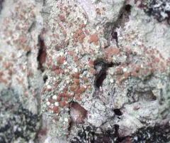 Eastern Ragged-rim Lichen thumbnail 4