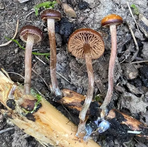 Deconica xeroderma