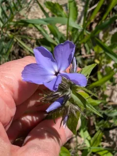 creeping phlox thumbnail 2