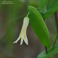 perfoliate bellwort thumbnail 4