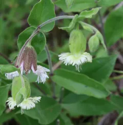 Campanulate Campion thumbnail 4