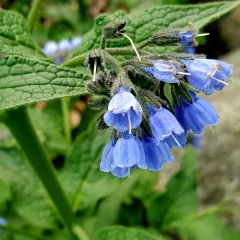 Caucasian Comfrey thumbnail 3