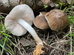 Pluteus brunneidiscus thumbnail 3