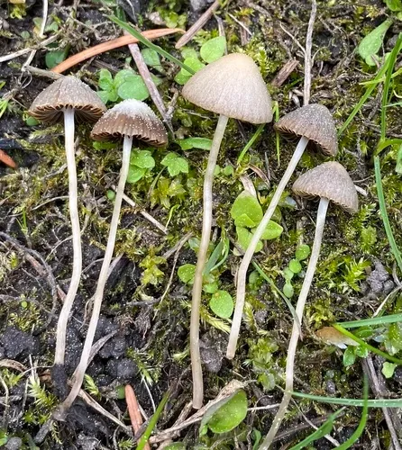 Psathyrella potteri