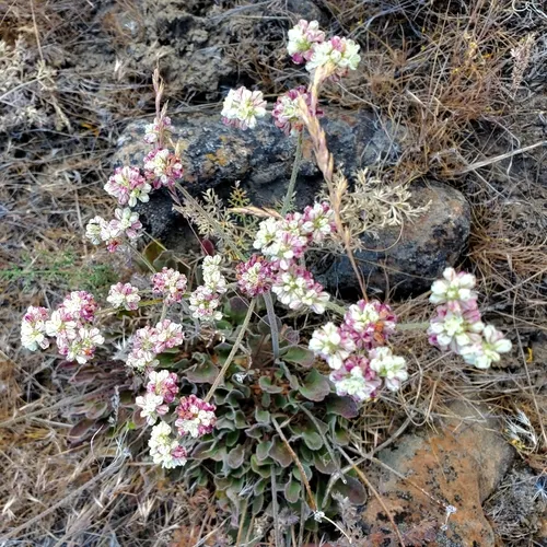 Blue Mountain Buckwheat