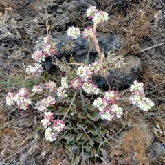 Blue Mountain Buckwheat thumbnail 1