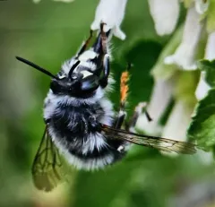 Anthophora ursina thumbnail 3