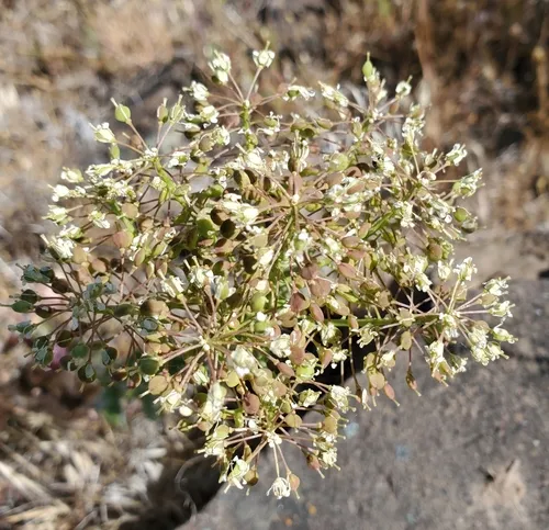 Lens-podded Hoary Cress