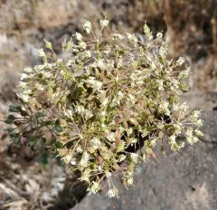 Lens-podded Hoary Cress thumbnail 1