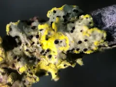 Abrothallus peyritschii thumbnail 4