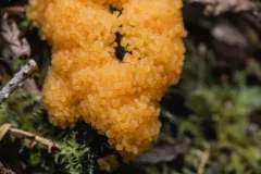 Tubifera montana thumbnail 3