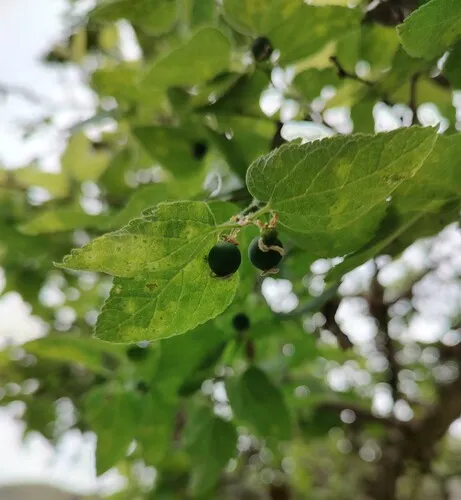 netleaf hackberry