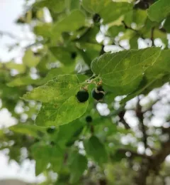 netleaf hackberry thumbnail 1