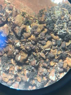 Psora globifera thumbnail 2