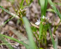 white blue-eyed grass thumbnail 4