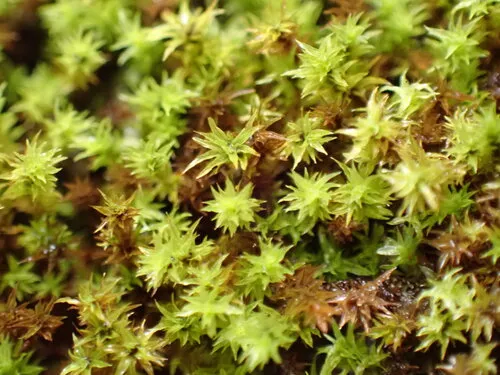 Hydrogonium amplexifolium