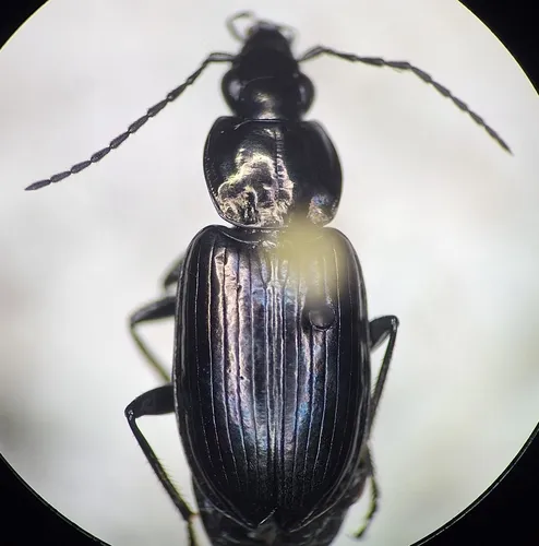 Agonum brevicolle