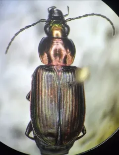 Cypress Ground Beetle thumbnail 1