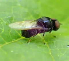 Berkshiria albistylum thumbnail 4