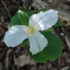 Peach X-disease thumbnail 4