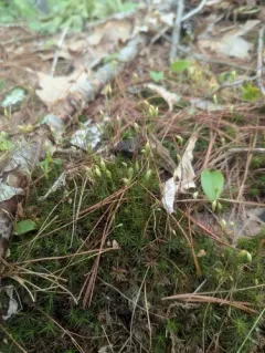 Ohio Haircap Moss thumbnail 3