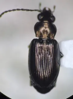 Colorado Bembidion Beetle thumbnail 2