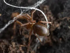 Lepthyphantes intricatus thumbnail 2