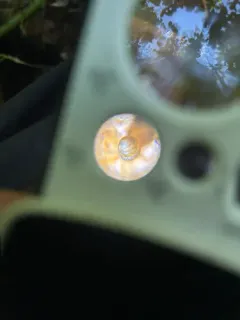 Toothless Chrysalis-snail thumbnail 4
