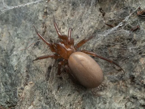 Idaho Meshweaver