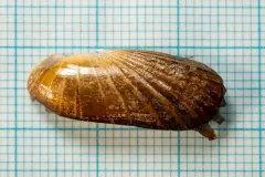Atlantic Awning Clam thumbnail 2