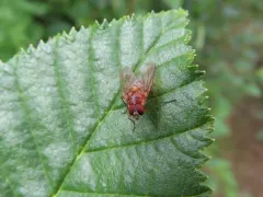 Thricops diaphanus thumbnail 4