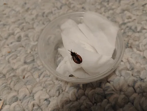 Aradus linsleyi