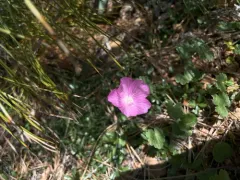 Waxy Checkerbloom thumbnail 2