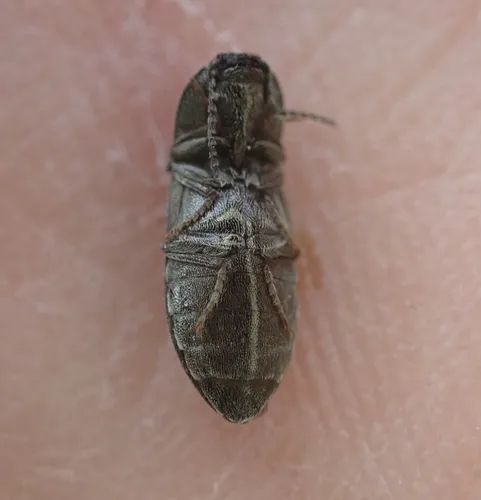 Hadromorphus callidus