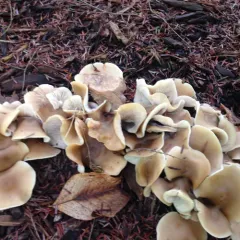 Shoehorn Oyster thumbnail 2