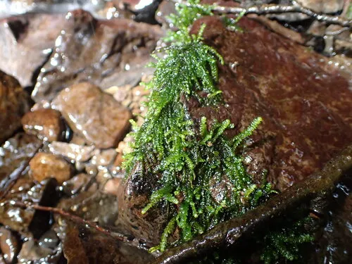 Hygrohypnum bestii