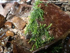 Hygrohypnum bestii thumbnail 1