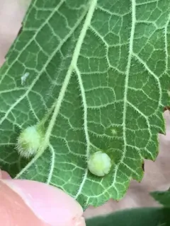 Hackberry Disc Gall Psyllid thumbnail 2