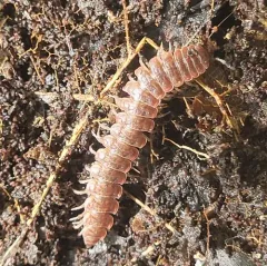 Common Pink Flat-back thumbnail 4