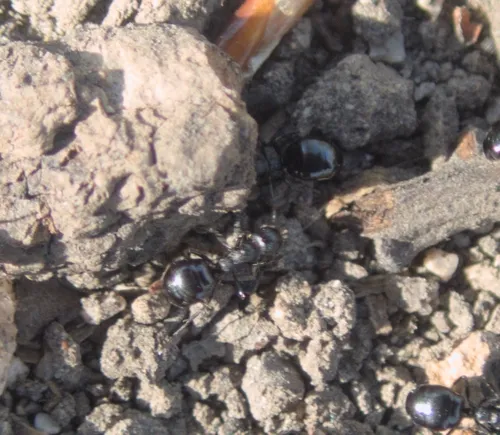 Taschenberg's Odorous Ant