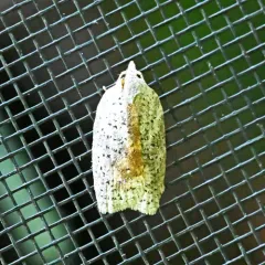 White-lined Leafroller Moth thumbnail 4