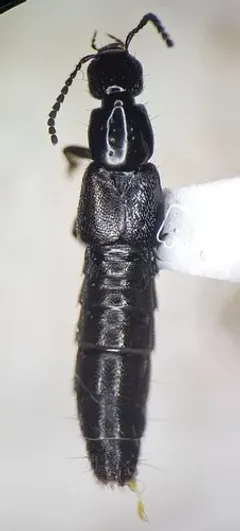 Philonthus lindrothi thumbnail 2